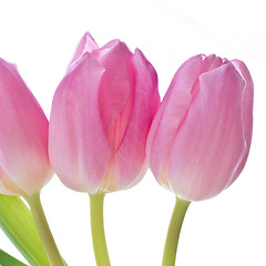 Image showing pink tulips