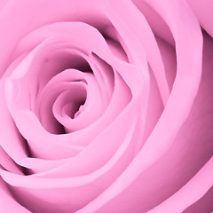 Image showing pink rose close up