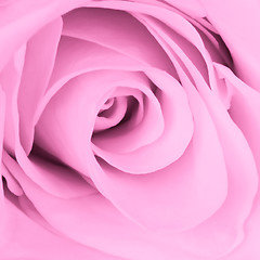 Image showing pink rose close up