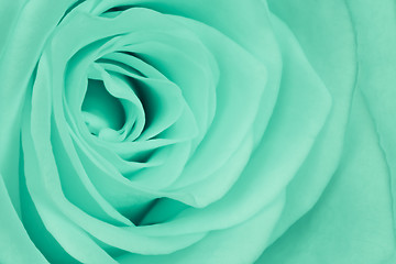 Image showing green rose close up