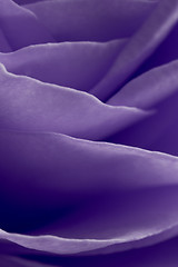 Image showing violet rose macro