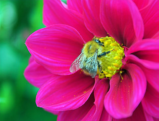 Image showing Bee and dahlia