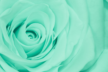 Image showing green rose close up