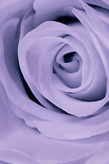 Image showing violet rose close up