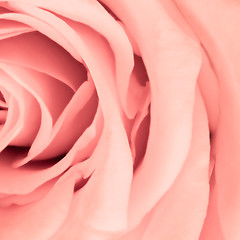 Image showing pink rose close up