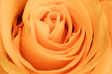 Image showing orange rose close up