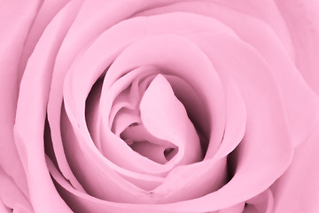 Image showing pink rose close up