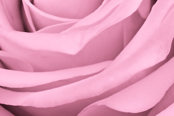 Image showing pink rose close up