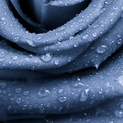 Image showing blue rose