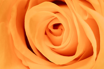 Image showing orange rose close up