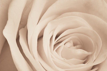 Image showing white rose close up