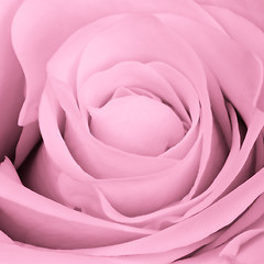 Image showing pink rose close up