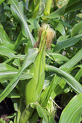 Image showing Corn cob