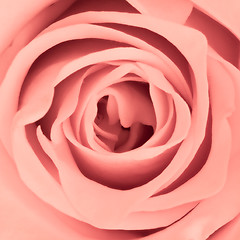 Image showing pink rose close up