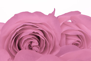 Image showing pink rose macro