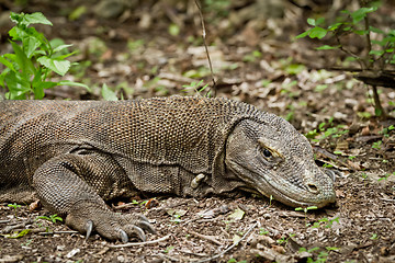 Image showing komodo dragon in natural habitat