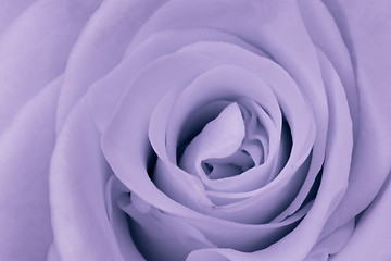 Image showing violet rose close up