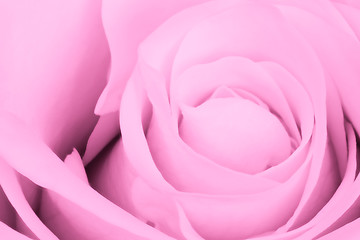 Image showing pink rose close up