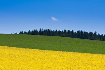 Image showing rape field