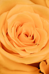 Image showing orange rose close up