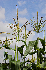 Image showing Sweetcorn