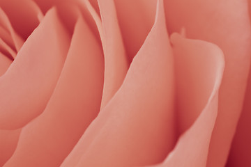 Image showing pink rose macro