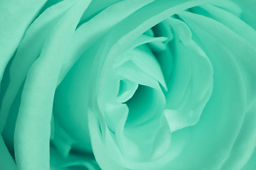 Image showing green rose close up