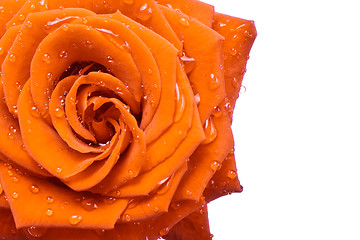 Image showing orange rose