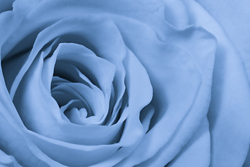 Image showing blue rose close up