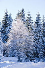 Image showing fresh snow in the mountains