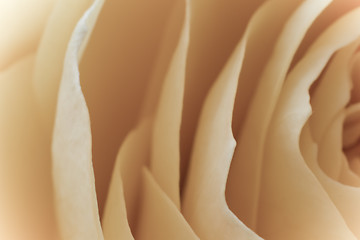 Image showing white rose macro