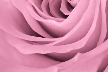 Image showing pink rose close up