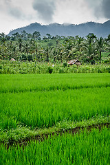 Image showing rice fields in Bali, Indonesia