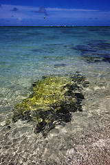 Image showing beach and seaweed in ile du cerfs mauritius