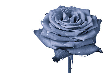 Image showing blue rose