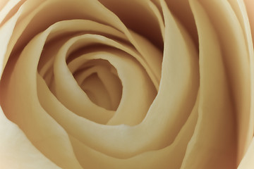 Image showing white rose macro