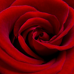 Image showing red rose