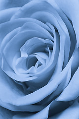 Image showing blue rose close up