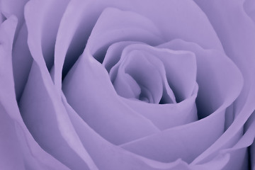 Image showing violet rose close up