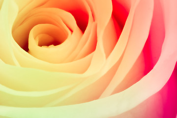 Image showing multicolor rose