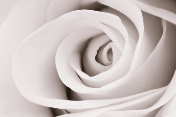 Image showing white rose close up