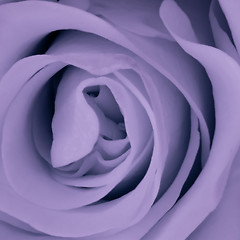 Image showing violet rose close up