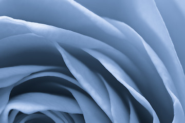 Image showing blue rose macro