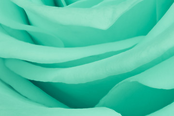 Image showing green rose close up