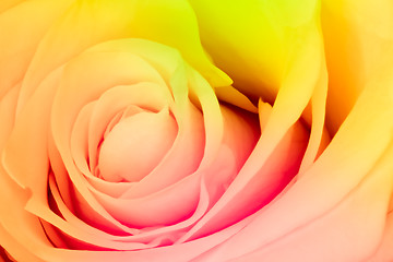 Image showing multicolor rose