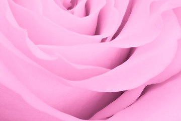 Image showing pink rose close up