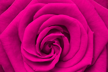 Image showing pink rose