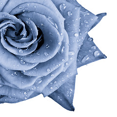 Image showing blue rose
