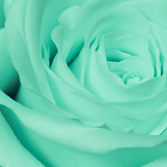 Image showing green rose close up