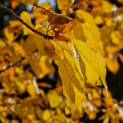 Image showing autumn foliage